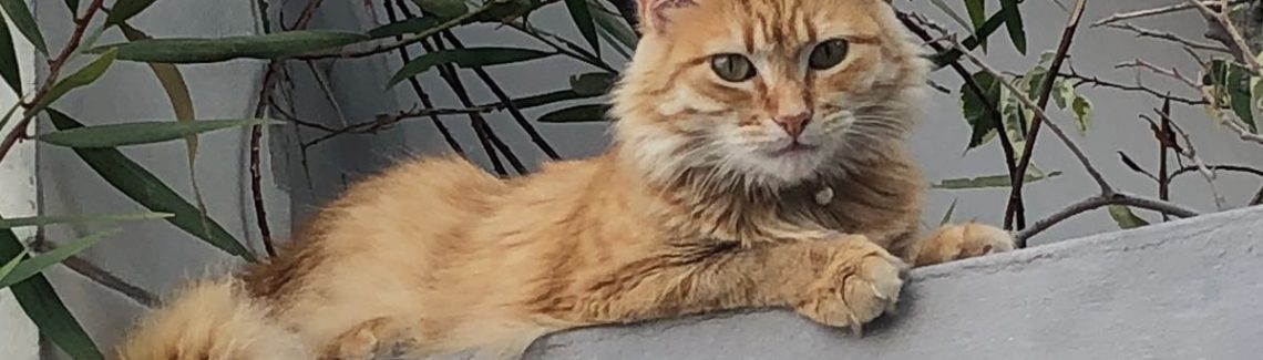 Eine Katze namens "Gingha" MadeiraTime